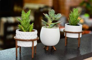 Casa na Praia do Campeche a 300 metros do Mar - 1