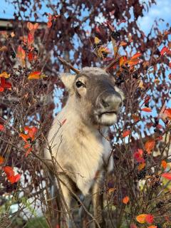 Sea breeze & silence - Kvaløysletta - 8