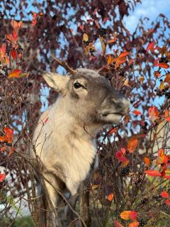 Sea breeze & silence - Kvaløysletta - 6