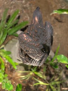 Eagle Villa - Hikkaduwa - 5