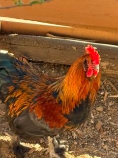 Mystic Canyon Inn - 4