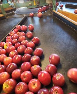 Saltwater Hot Tub, Forest Retreat, Minutes to Town - 3