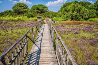 Apartment in Rosolina Mare 37074 - 7