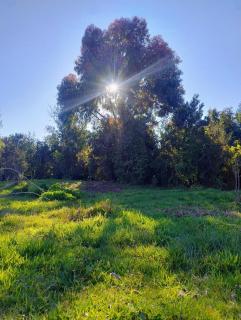 Canto del Bosque - 3