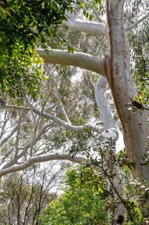 Scribbly Gums Callala Beach - 8