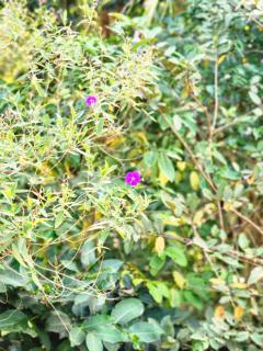 Tea Brook Lodge Ella - 2