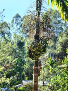 Tea Brook Lodge Ella - 4