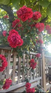 Cherry Berry Niagara Falls - 5