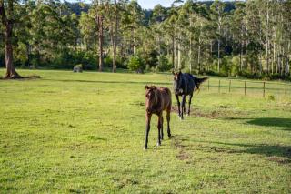 The Hitching Rail Hut - Romantic, Rural, Horses - 1