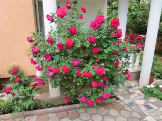 Apartments in Premantura - Istrien 34773 - 2