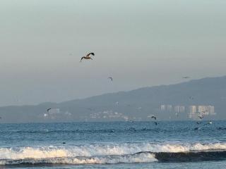 910 Beach apartment, Nuevo Vallarta - 6