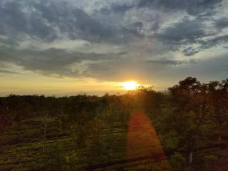 Sapoi Tea Farms 1914, Heritage Homestay - 1