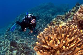 Wailea Ekahi 34A · WEK 34A Spacious Wailea Condo w AC Pool Near - 1