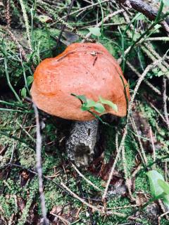 Apartments in Harrachov - Riesengebirge 2300 - 1