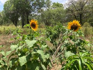 Sunshine Resort & Spa Sigiriya - 7