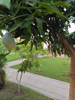 استراحة غوانا - 3