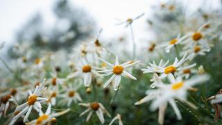 SaffronStays Chamomile Hills - 3