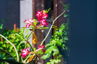 Villa Goodison - Two Bedrooms - 9