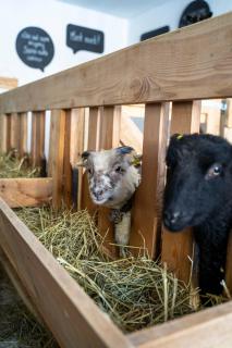 Preindlerhof Farmloft Sunshine - 2