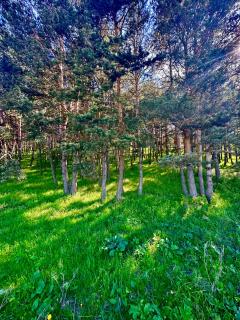 Snow Forest ԲԱԿՈՒՐԻԱՆԻ-ბაკურიანი-BAKURIANI - 9