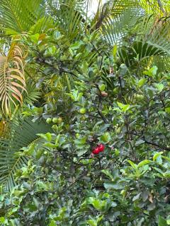 Villa F3 Les Bougainvilliers - 4