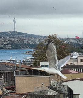 Golden Horn Life Hotel - 0