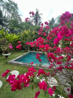 Villa Arjuna lovina - 1