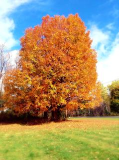 Starlight Inn - Bennington - 7