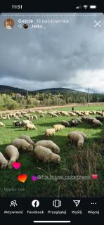 Domki Fox House z balią elektryczną na wyłączność - 3