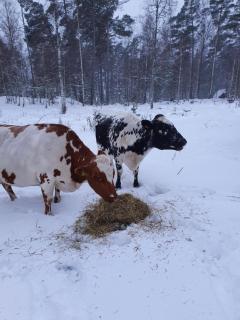 Verkestaberg by Tiny Away - 5