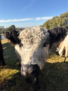 Blueberry Hills On Comleroy Farmstay - Self-Contained Cottages - 8