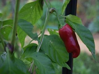 Maison de vacances Le Pigeonnier - 3