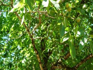 Maison de vacances Le Pigeonnier - Besse - 1