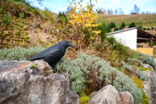 Ferienwohnung Steinhof - 5