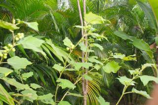 Sigiriya Mana B&B - 2