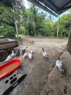 Carbet à la ferme Molokoï attitude - 7