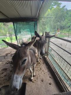 Carbet à la ferme Molokoï attitude - 6