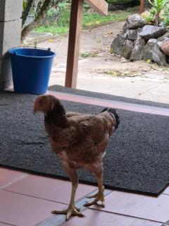 Carbet à la ferme Molokoï attitude - 2