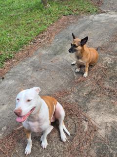 Carbet à la ferme Molokoï attitude - 1