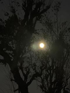 Sleeping Buddha Homestay - Lamahatta - 8