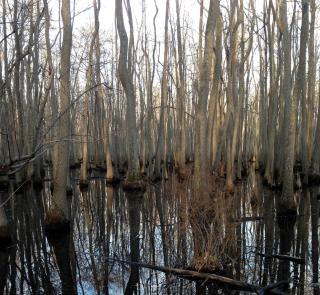 Beautifully Furnished Barn Getaway Located on a Sustainable Living Farm near Metropolis, Illinois - 8