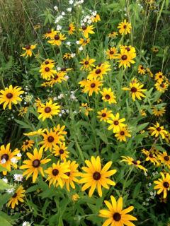 Beautifully Furnished Barn Getaway Located on a Sustainable Living Farm near Metropolis, Illinois - 7