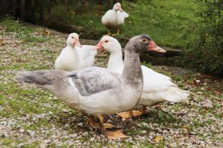 Le Refuge de Bruno - 8