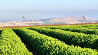 גרוסמן Grossman - 9