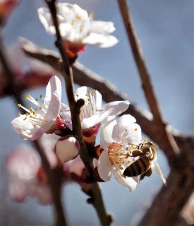 Impressive Dome for Luxury Camping near High Rolls, NM -  - 1