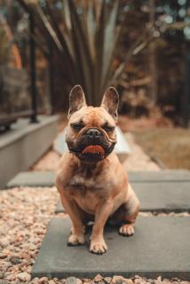 Zen House 6 - Villas & Spa - 7