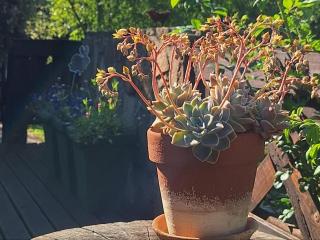 Cinnamon & Sage Country Cabins - 6