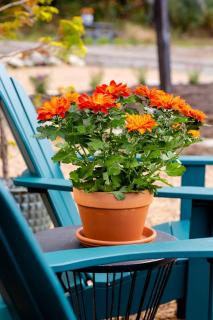 Beautiful Airstream Glamping Site for Romantic Weekends Away in North Carolina - 7