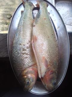 Sítio do guerreiro - 1