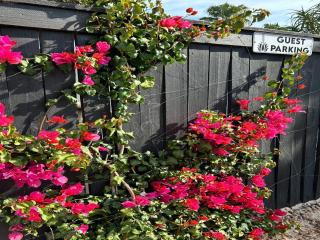 Tree Aloe Guest house - 6